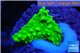 Acropora full neon green 2-3 cm WYSIWYG acclimaté