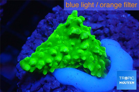 Acropora full neon green 2-3 cm WYSIWYG acclimaté