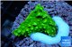 Acropora full neon green 2-3 cm WYSIWYG acclimaté