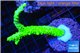 Acropora full neon green 6-8 cm WYSIWYG acclimaté