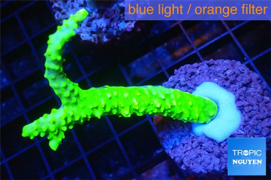 Acropora full neon green 6-8 cm WYSIWYG acclimaté