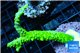 Acropora full neon green 6-8 cm WYSIWYG acclimaté