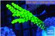 Acropora full neon green 4-6 cm WYSIWYG acclimaté