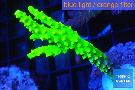 Acropora full neon green 4-6 cm WYSIWYG acclimaté