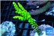 Acropora full neon green 4-6 cm WYSIWYG acclimaté