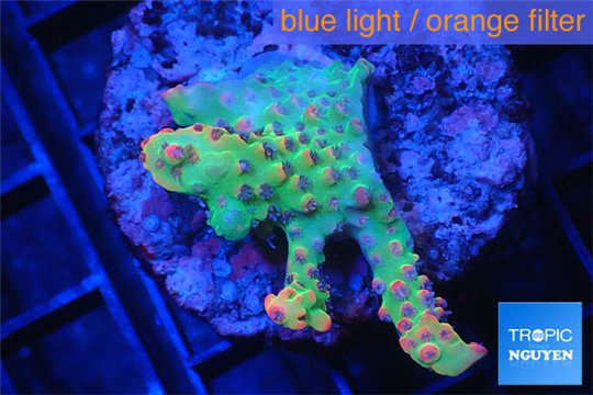 Acropora strawberry Australia 3-4 cm WYSIWYG acclimaté