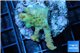 Acropora strawberry Australia 3-4 cm WYSIWYG acclimaté