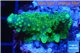 Acropora humilis green purple 2-3 cm WYSIWYG acclimaté