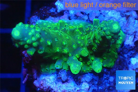 Acropora humilis green purple 2-3 cm WYSIWYG acclimaté