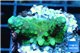 Acropora humilis green purple 2-3 cm WYSIWYG acclimaté