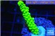 Acropora full neon green 4-6 cm WYSIWYG acclimaté