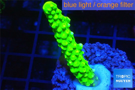 Acropora full neon green 4-6 cm WYSIWYG acclimaté