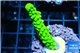 Acropora full neon green 4-6 cm WYSIWYG acclimaté