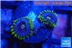 Zoanthus neon green magician blue 2 polyps WYSIWYG acclimaté