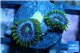 Zoanthus neon green magician blue 2 polyps WYSIWYG acclimaté