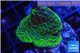 Montipora green & purple polyps 2-3 cm WYSIWYG acclimaté