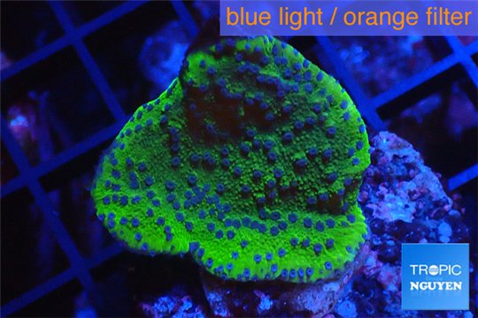Montipora green & purple polyps 2-3 cm WYSIWYG acclimaté