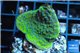 Montipora green & purple polyps 2-3 cm WYSIWYG acclimaté