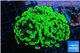 Euphyllia paraancora toxic green 4-6 cm WYSIWYG acclimaté