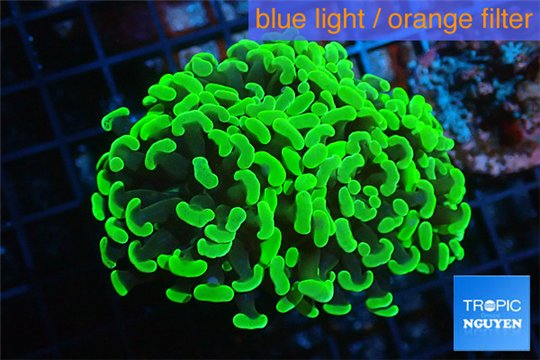 Euphyllia paraancora toxic green 4-6 cm WYSIWYG acclimaté