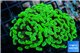 Euphyllia paraancora toxic green 4-6 cm WYSIWYG acclimaté