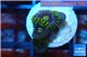 Zoanthus neon green magician blue 3-5 polyps WYSIWYG acclimaté