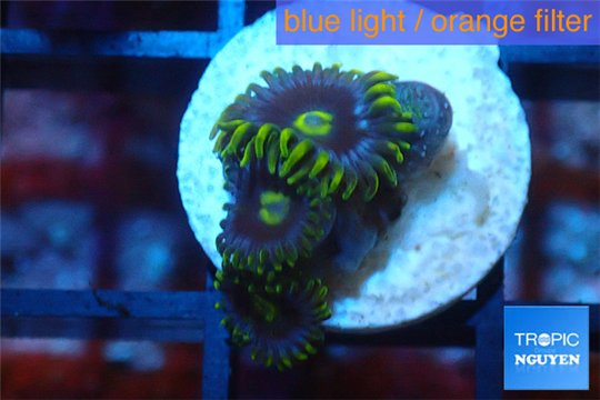 Zoanthus neon green magician blue 3-5 polyps WYSIWYG acclimaté