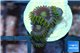 Zoanthus neon green magician blue 3-5 polyps WYSIWYG acclimaté