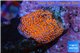 Montipora danae red poker star 1-2 cm WYSIWYG acclimaté