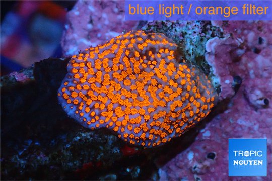 Montipora danae red poker star 1-2 cm WYSIWYG acclimaté
