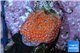 Montipora danae red poker star 1-2 cm WYSIWYG acclimaté