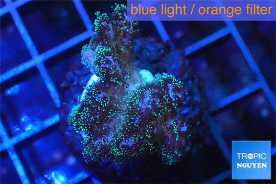 Pocillopora green & pink tip 2-3 cm WYSIWYG acclimaté