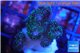 Pocillopora green & pink tip 2-3 cm WYSIWYG acclimaté