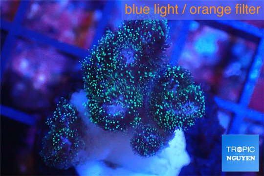Pocillopora green & pink tip 2-3 cm WYSIWYG acclimaté