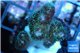 Pocillopora green & pink tip 2-3 cm WYSIWYG acclimaté