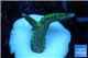 Seritopora golden green 1-3 cm WYSIWYG acclimaté
