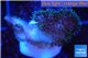 Pocillopora green & pink tip 2-3 cm WYSIWYG acclimaté