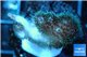 Pocillopora green & pink tip 2-3 cm WYSIWYG acclimaté