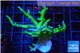 Seritopora golden green 5-7 cm WYSIWYG acclimaté