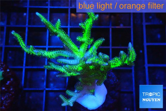 Seritopora golden green 5-7 cm WYSIWYG acclimaté