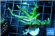 Seritopora golden green 5-7 cm WYSIWYG acclimaté