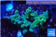 Acropora golden blue Fijii 2-3 cm WYSIWYG acclimaté