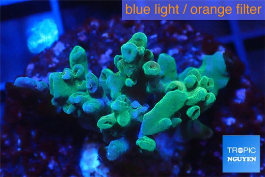Acropora golden blue Fijii 2-3 cm WYSIWYG acclimaté