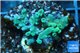 Acropora golden blue Fijii 2-3 cm WYSIWYG acclimaté