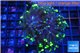 Euphyllia paraancora toxic green reverse 4-8 cm WYSIWYG acclimaté