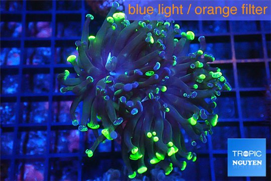 Euphyllia paraancora toxic green reverse 4-8 cm WYSIWYG acclimaté