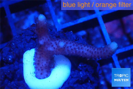Seriatopora pink Fijii 1-2 cm WYSIWYG acclimaté