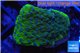 Montipora green & purple polyps 2-3 cm WYSIWYG acclimaté