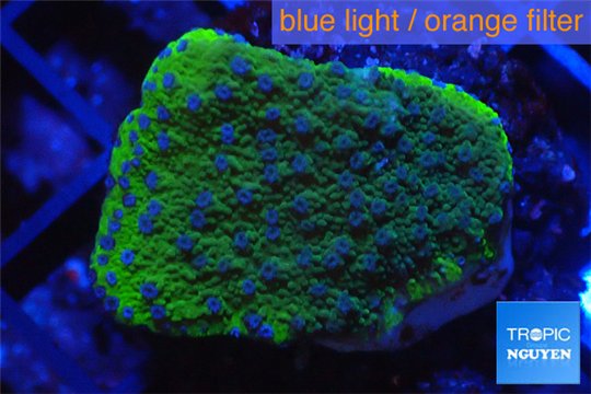 Montipora green & purple polyps 2-3 cm WYSIWYG acclimaté