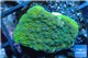 Montipora green & purple polyps 2-3 cm WYSIWYG acclimaté